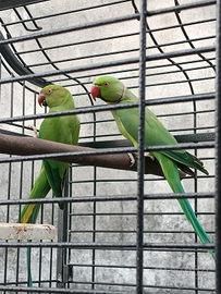 Pappagalli cleartail