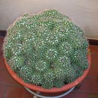 mammillaria compressa fiori rossi