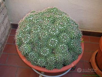 mammillaria compressa fiori rossi