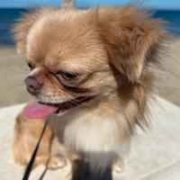 Stalloncino Chihuahua a pelo lungo con Pedigree