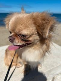 Stalloncino Chihuahua a pelo lungo con Pedigree