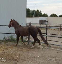 Cavallo Stallone Quarter House