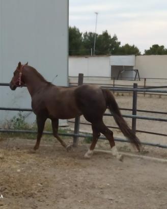 Cavallo Stallone Quarter House