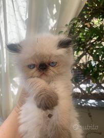 Gattino persiano