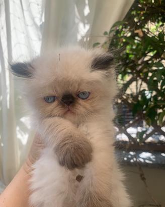 Gattino persiano