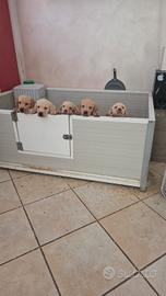 Labrador Pedigree ENCI