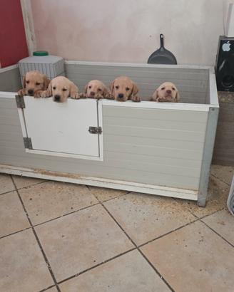 Labrador Pedigree ENCI