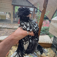 Padovana nana argento orlo nero