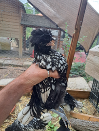 Padovana nana argento orlo nero