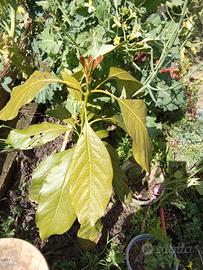 Alberi di 🥑 Avocado e. a.