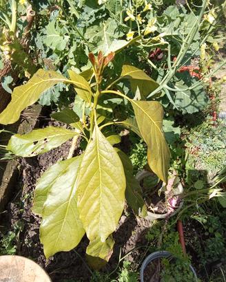 Alberi di 🥑 Avocado e. a.