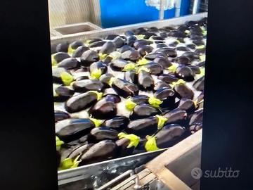 Linea lavaggio e lavorazione ortaggi