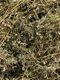 Fieno di erba medica 2026