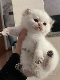 British shorthair