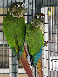 Pappagalli disponibili