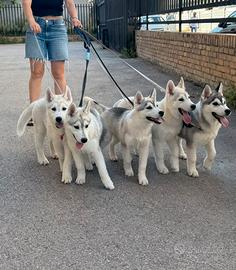 Siberian Husky pedigree enci