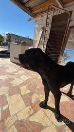 Cane corso
