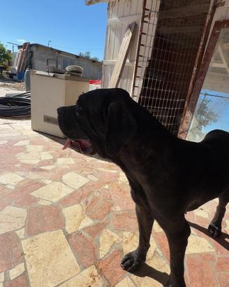Cane corso