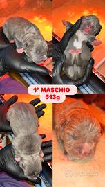 Cuccioli di American Staffordshire Terrier Blue