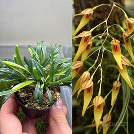 Orchidea Specklinia picta yellow