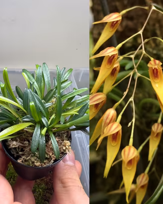Orchidea Specklinia picta yellow