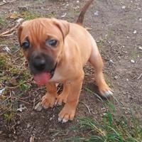 Cuccioli Pit Bull Red Nose