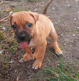 Cuccioli Pit Bull Red Nose