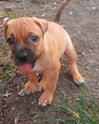 Cuccioli Pit Bull Red Nose