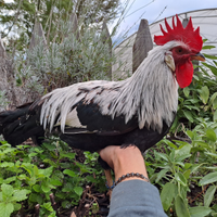 U.o.v.a. Livorno selvatico argento