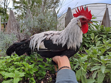 U.o.v.a. Livorno selvatico argento