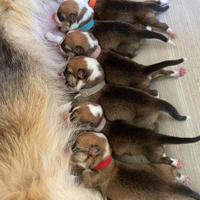 Cuccioli disponibili welsh corgi pembroke
