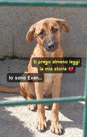 EVAN 1 ANNO taglia media “Io sono Evan,