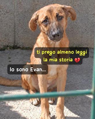 EVAN 1 ANNO taglia media “Io sono Evan,