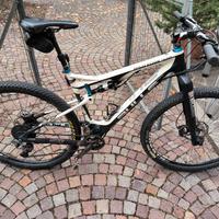 MTB bulls