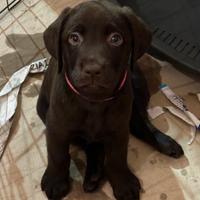 Cuccioli di Labrador