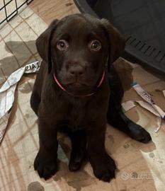 Cuccioli di Labrador