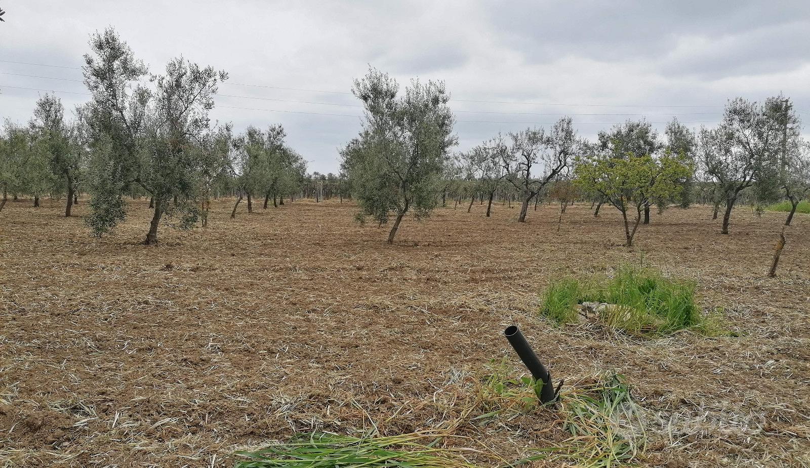 Uliveto a Margherita di Savoia - View 6