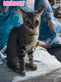 Oreste, Alice e Memole gattini di 5 mesi