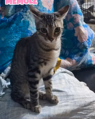 Oreste, Alice e Memole gattini di 5 mesi