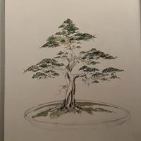 Stampe Bonsai di Diego Marzola