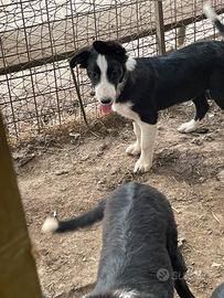 Border Collie
