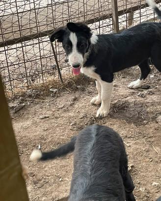 Border Collie