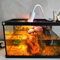 Tartarughe ed acquario completo