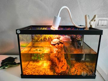 Tartarughe ed acquario completo