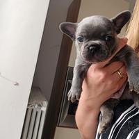 Bulldog francese