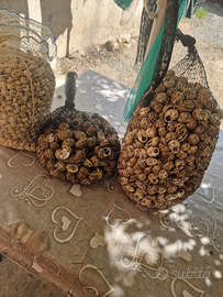 Lumache boveri e mungette