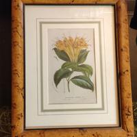 Quadro 37x47 con fiore