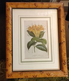 Quadro 37x47 con fiore