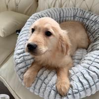 Golden Retriver