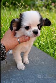 Chihuahua